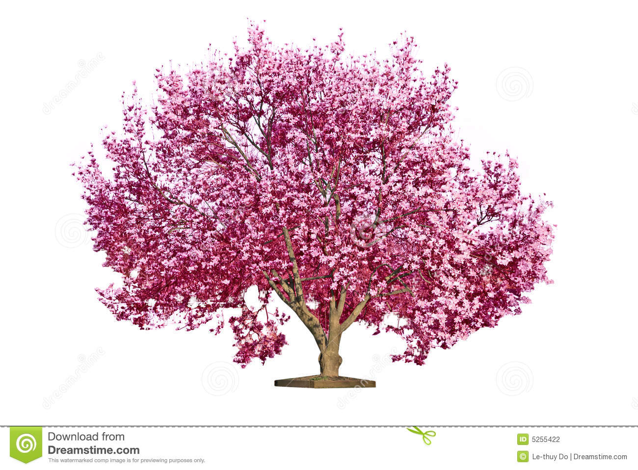 1300x957 Magnolia Tree Clipart Free Cliparts Download Images