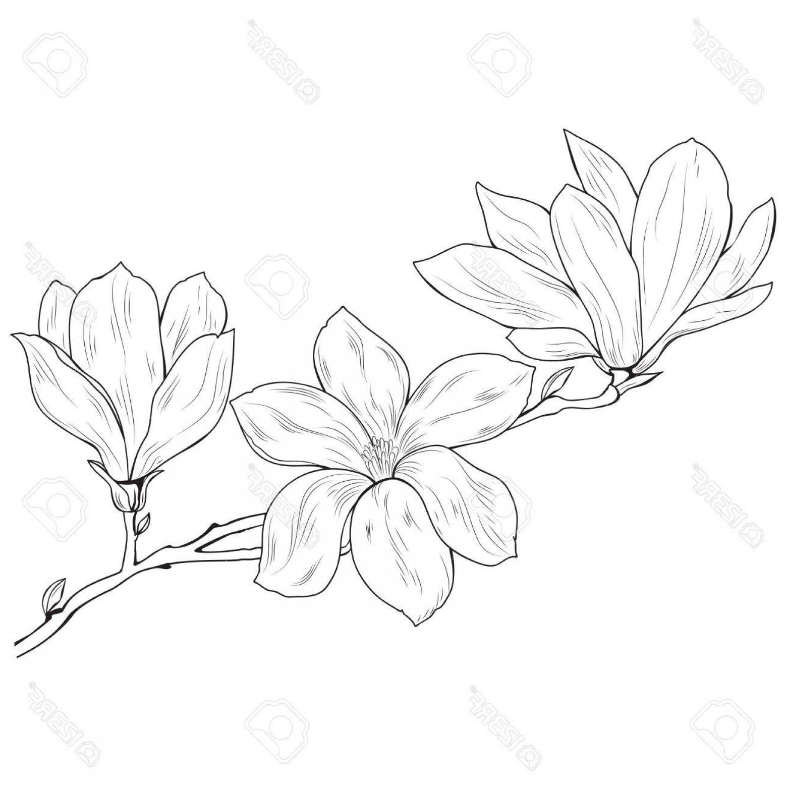 1560x1560 Photostock Vector Magnolia Flowers On A Tree Branch Sketch Black