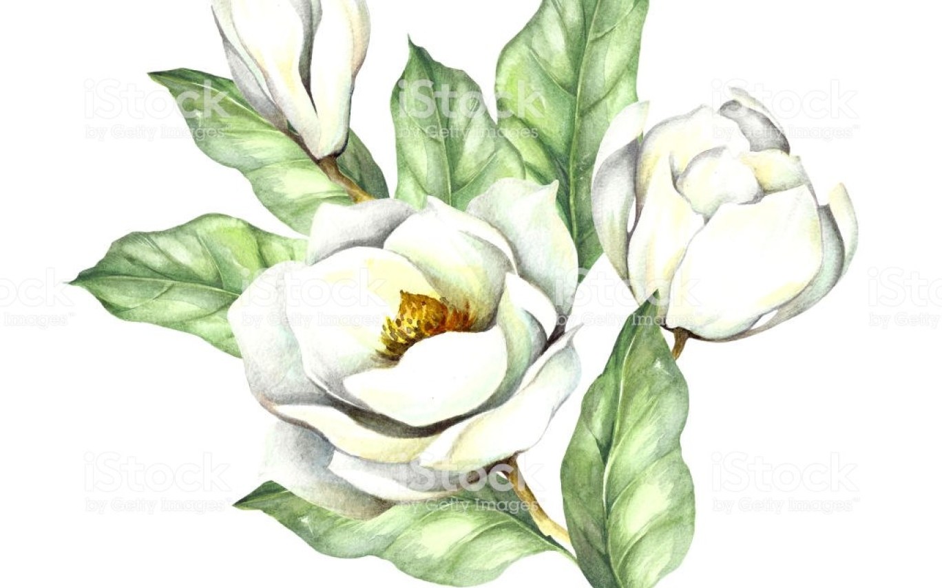 1368x855 Royalty Free Magnolia Tree Clip Art, Vector Images Illustrations