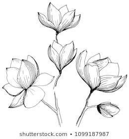 260x280 Similar Images, Stock Photos Vectors Of Magnolia Vector Style