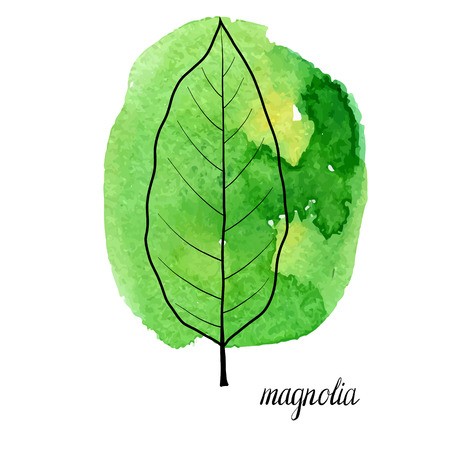450x450 Vector Leaf Of Magnolia Tree