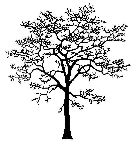 555x600 Collection Of 'magnolia Tree Silhouette' Download More Than