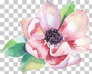 Magnolia Vector