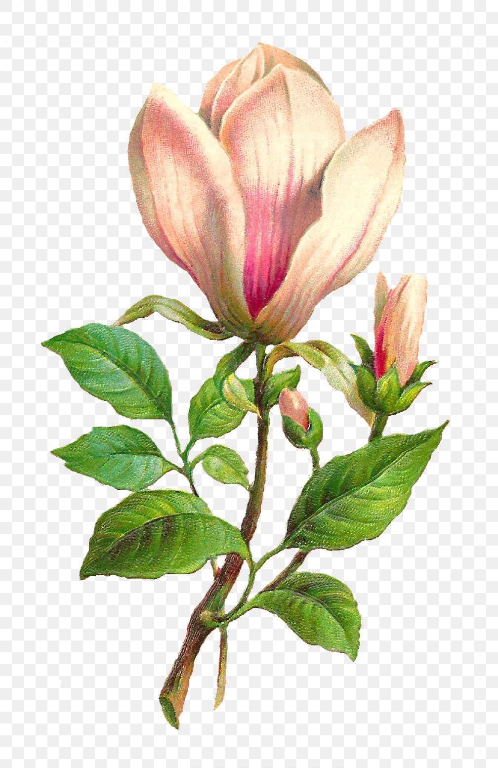 1008x1554 Mississippi Magnolia Vector Catchsplace