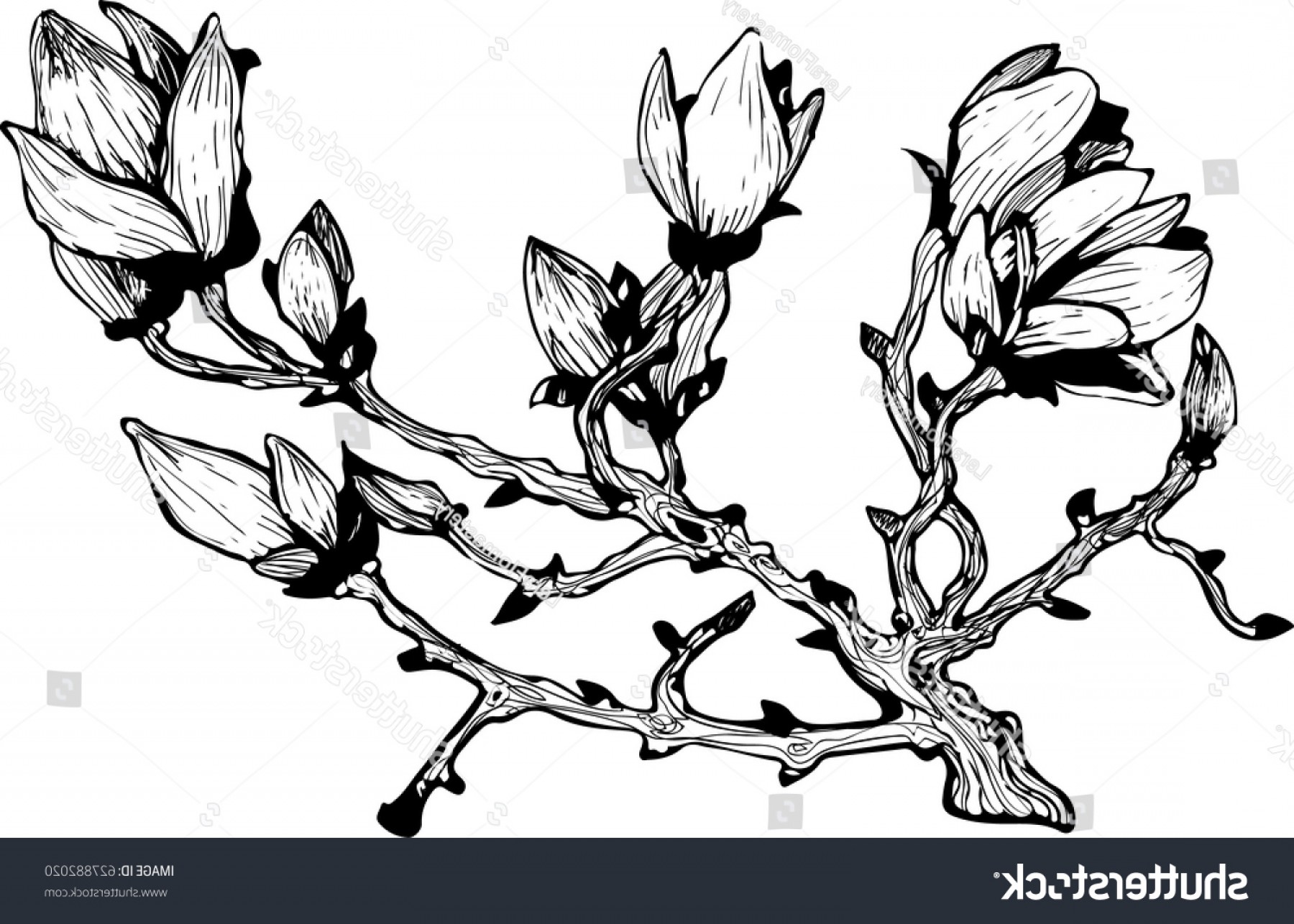 1800x1286 Magnolia Branch Vector Soidergi
