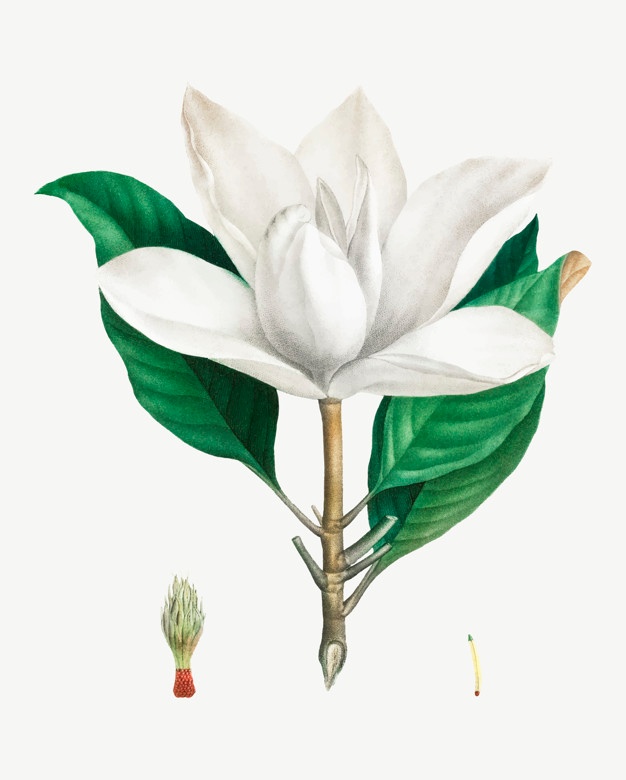626x780 Magnolia Vectors, Photos And Free Download