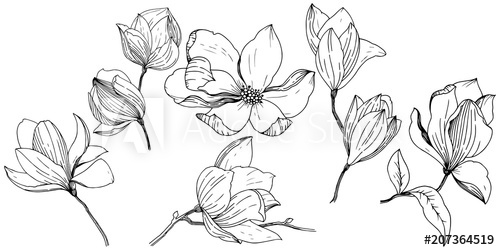 500x250 Magnolia In A Vector Style Isolated Full Name Of The Plant