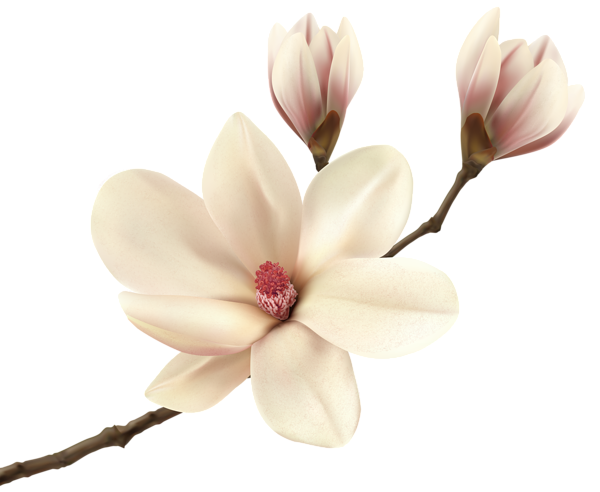 600x492 Magnolia Vector Clipart Images Gallery For Free Download Myreal