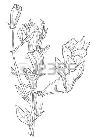 318x450 Stock Vector In Magnolia Flower Illustration, Magnolia
