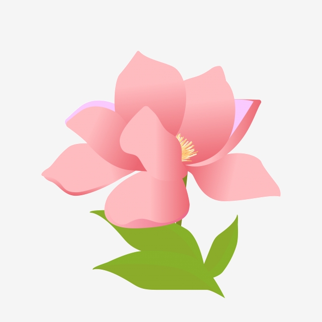 640x640 Vector Free Buckle Cartoon Magnolia, Cartoon Magnolia Flower, Hand