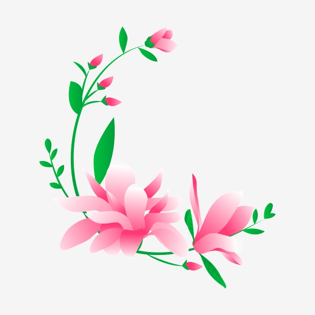 640x640 Vector Free Buckle Cartoon Magnolia, Magnolia Flower, Flower