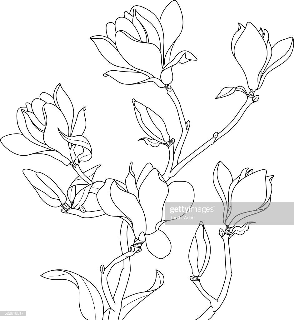 941x1024 Vector Drawing Of Magnolias On A White Background Japanese