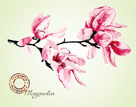 467x368 Vector Magnolia Champaca Free Vector Download