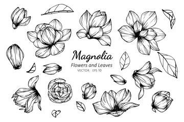 360x240 White Magnolia Vector Photos, Royalty Free Images, Graphics
