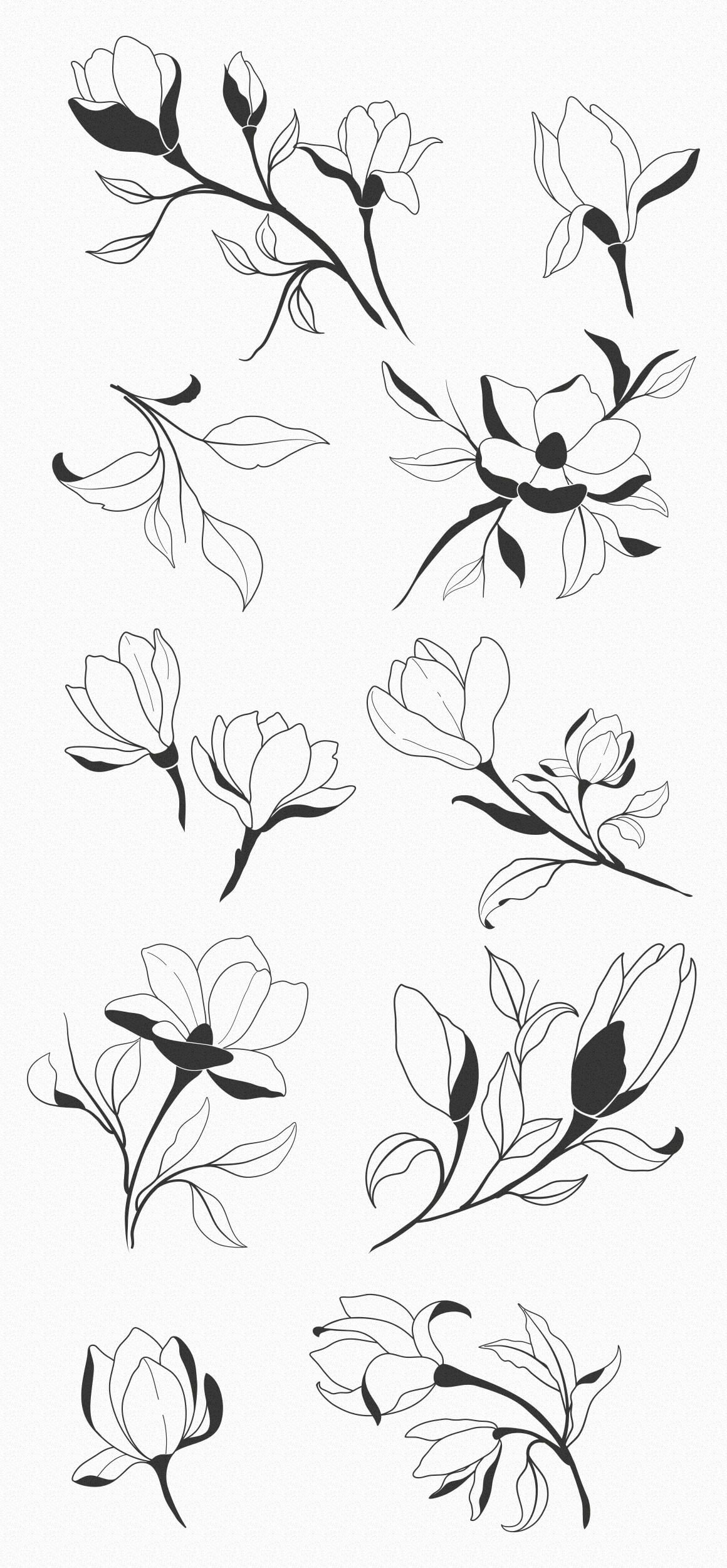 1160x2500 Hand Sketched Magnolia Design Elements Vector Graphic Art