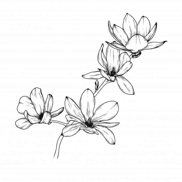 626x626 Hand Drawn Saucer Magnolia Flower Isolated Vector Free Download