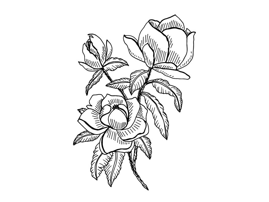 875x656 Magnolia, Flower Series