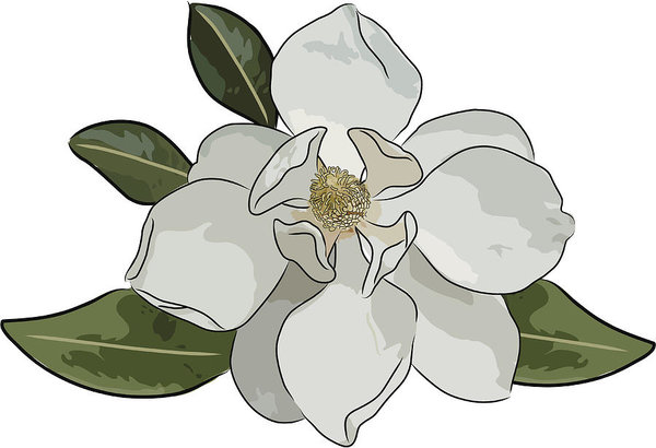 600x410 Magnolia