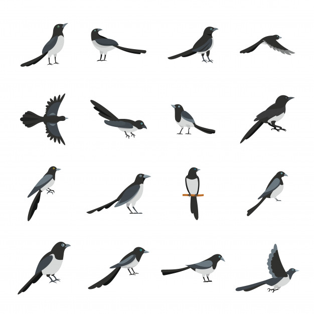 626x626 Magpie Vectors, Photos And Free Download