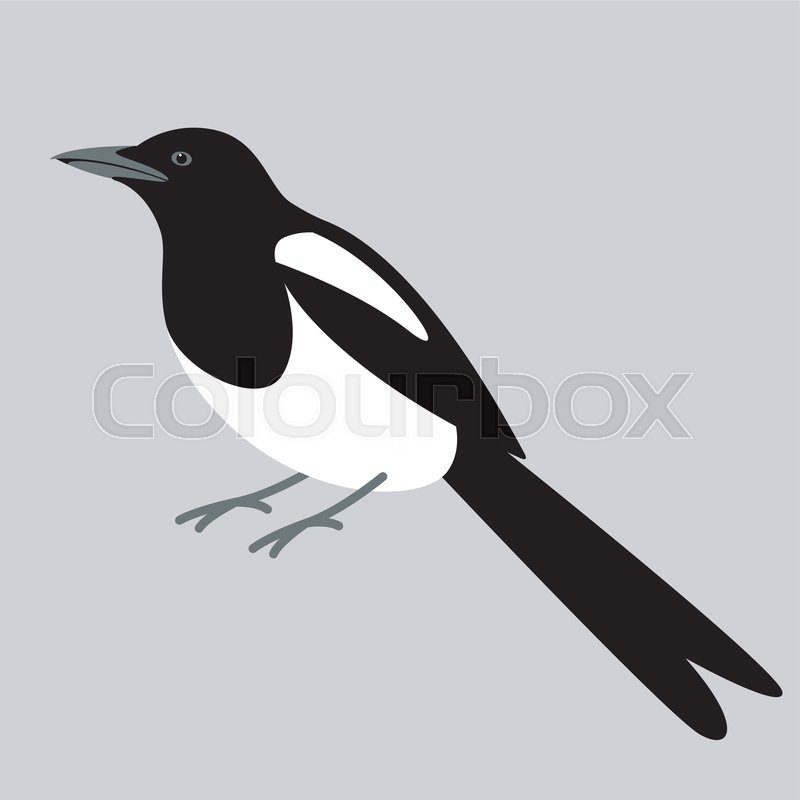 800x800 Magpie Bird, Vector Illustration, Flat Stock Vector Colourbox