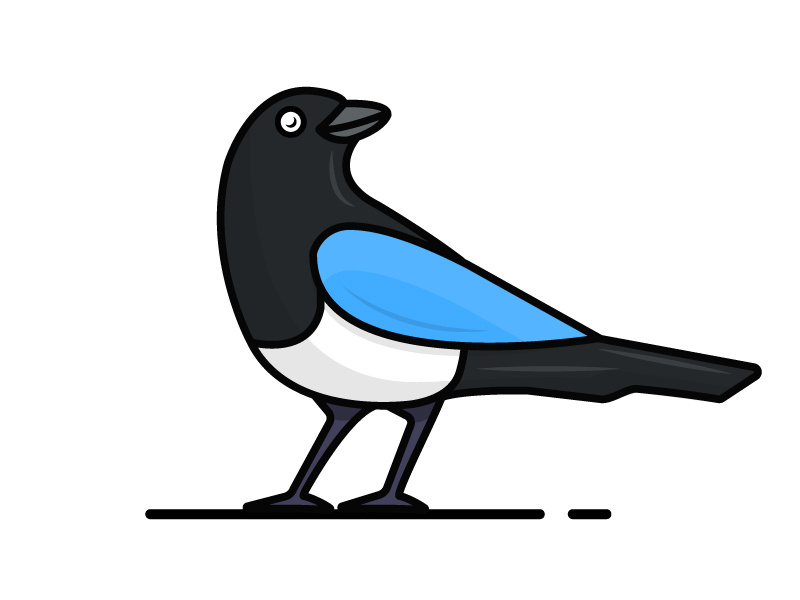800x600 Magpie