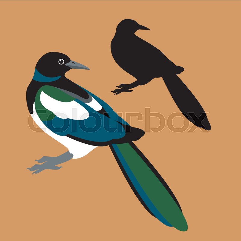 800x800 Magpie Vector Illustration Style Flat Stock Vector Colourbox