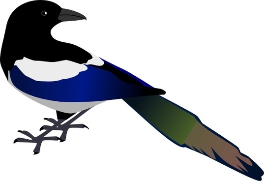 537x368 Vector Magpie Free Vector Download