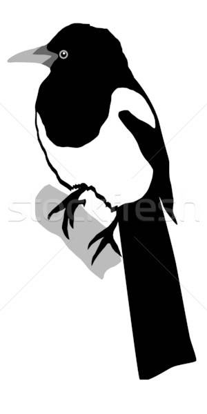 300x600 Magpie Vector Illustration Oleksandr Kovalenko