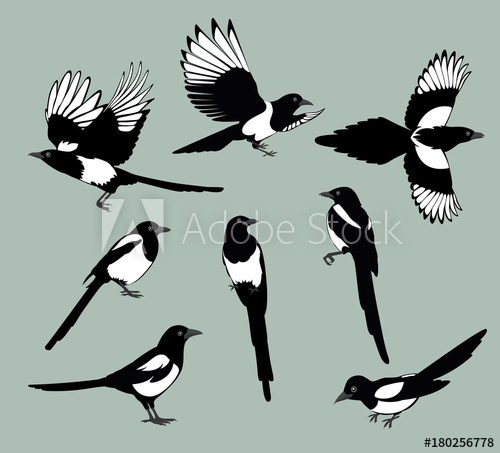 500x453 Set Magpie Birds Set Of Black Isolated Vector Silhouettes