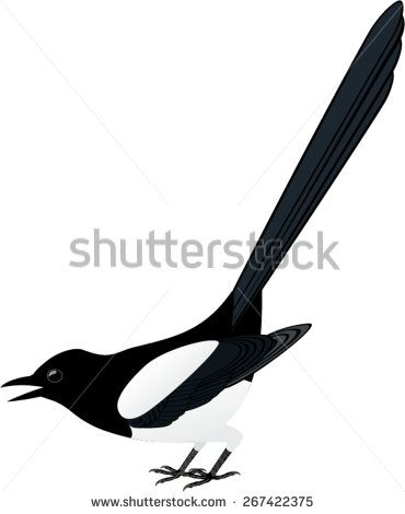 370x470 Vector Magpie, Pica Pica