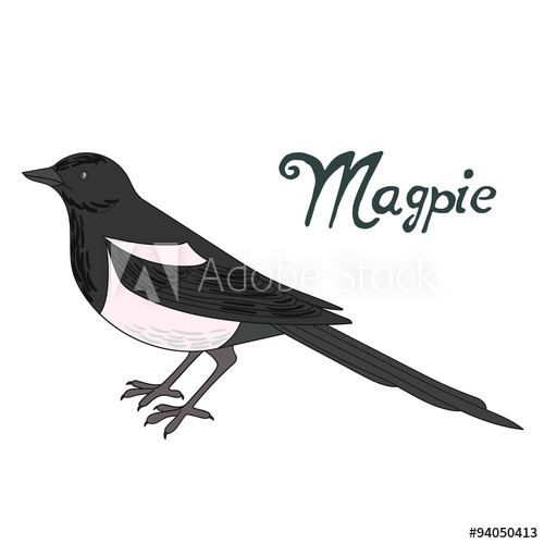 500x500 Bird Magpie Vector Illustration