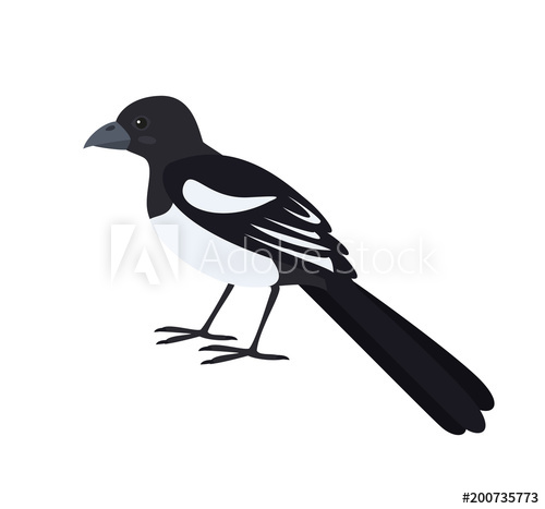 500x467 Cartoon Magpie Icon On White Background