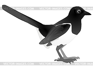 300x225 Magpie