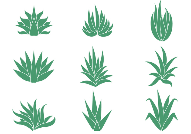 632x443 Cactus And Maguey Vector Set Free Vector Download Cannypic