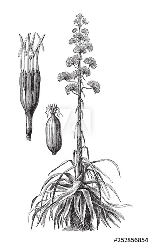 308x500 Century Plant, Maguey, Or American Aloe