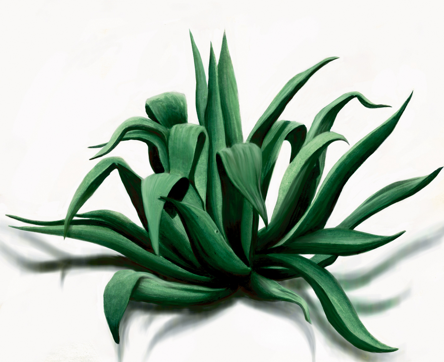 1417x1155 Maguey Backgrounds