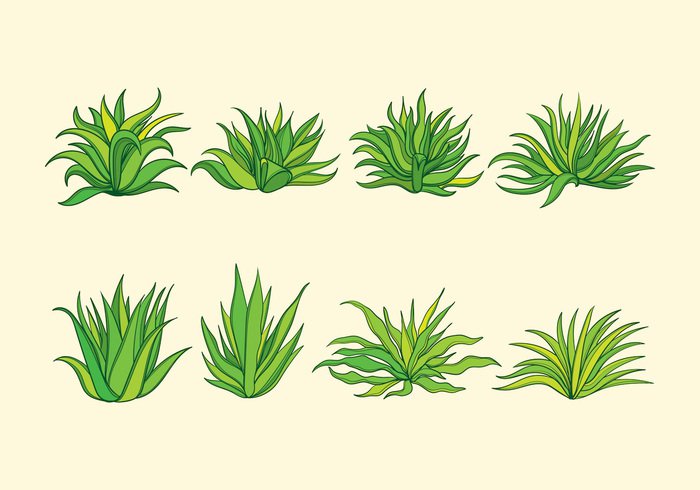 700x490 Maguey Plant Free Vectors Ui Download