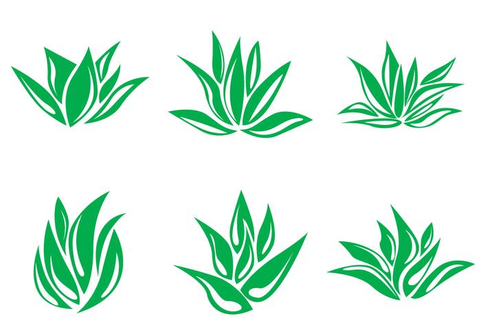 700x490 Maguey Vector