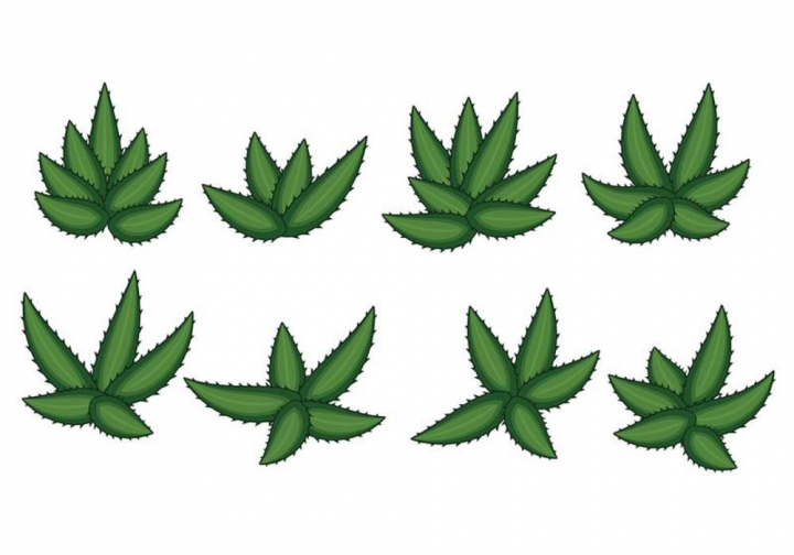 720x504 Maguey Vector