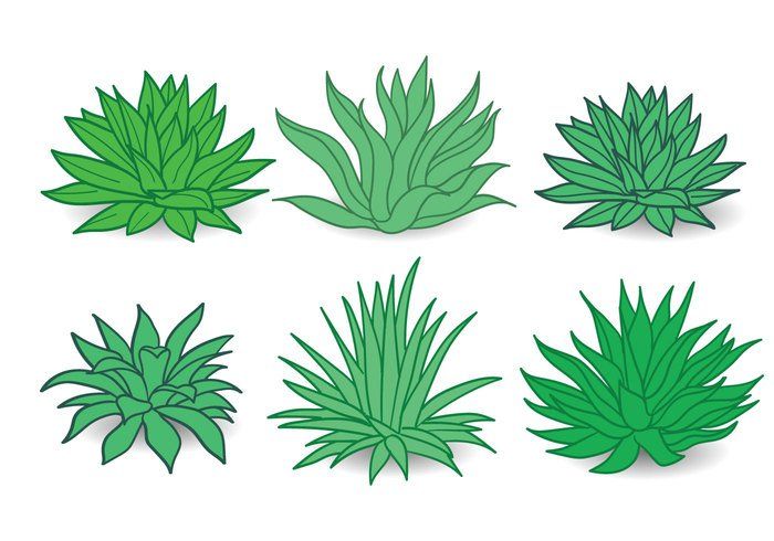 700x490 Maguey Vector Can't Touch This Vector Art, Plant Leaves, Cant