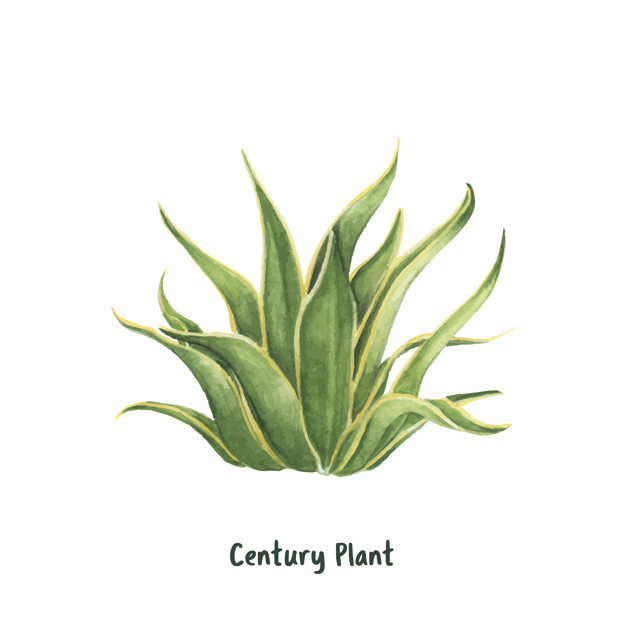 626x626 Maguey Vectors, Photos And Free Download