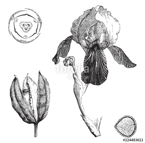 500x492 Maguey Vintage Illustration Stock Image And Royalty Free Vector