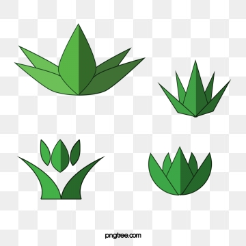 360x360 Agave Png, Vector, And Clipart With Transparent Background