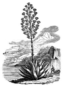 219x299 Antique Illustration Of Agave Americana