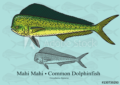 500x354 Mahi Mahi, Common Dolphinfish Vector Illustration For Artwork