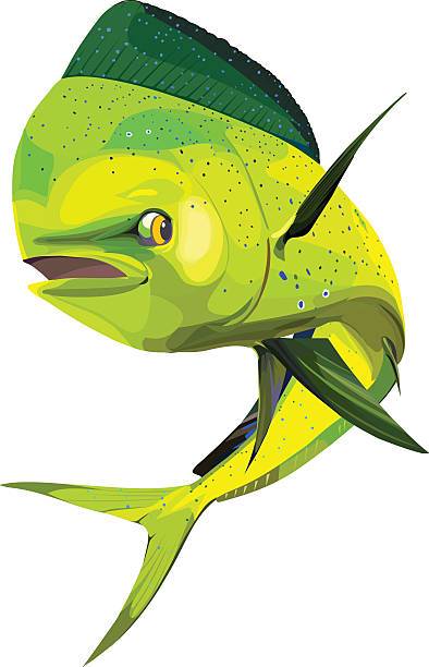 394x612 Mahi Mahi In Vector Format Clipart Portal