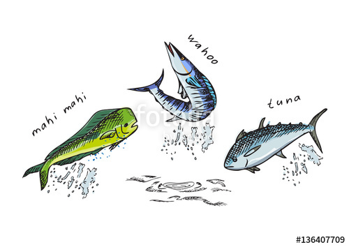 Marine Fish Mahi Mahi, Tuna, Wahoo Stock Image And Royalty Free 500x354 Marine Fish Mahi Mahi, Tuna, Wahoo Stock Image And Royalty Free