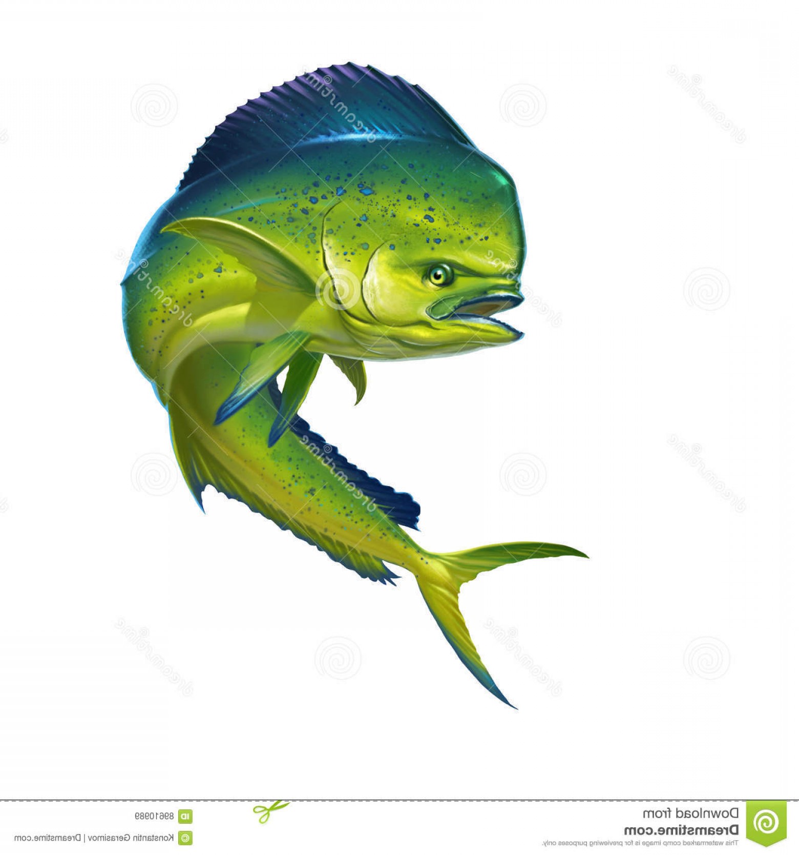 1560x1668 Stock Illustration Mahi Mahi Fish Dolphin White Image Boozeworthy