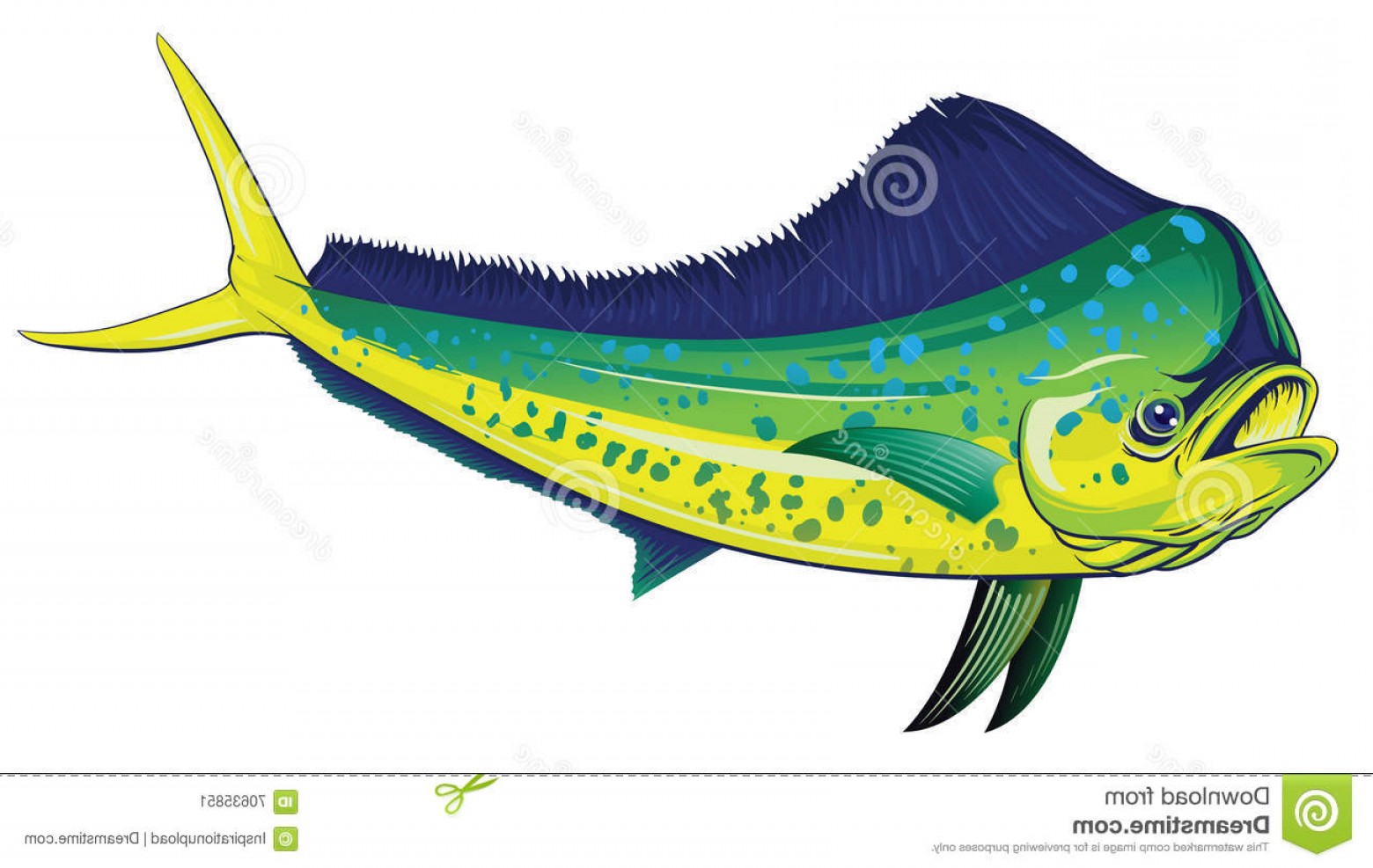 1560x987 Stock Illustration Mahi Mahi Vector Detailed Illustration Full