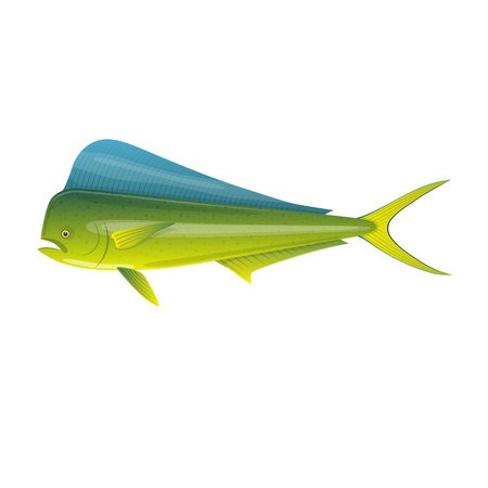 Mahi Vector